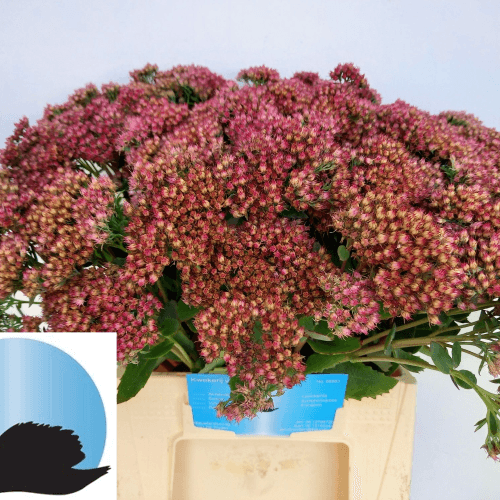 50 sedum granate Munstead Dark Red sorta XXL