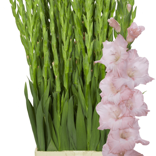 Gladíolo Rosa Jarama, Flor fresca de 110 cm de comprimento, ramo de 10 hastes