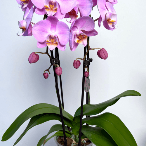 Orquídea Phalaenopsis Rosa 'Elegant Cascade', Planta de 50 cm de alto