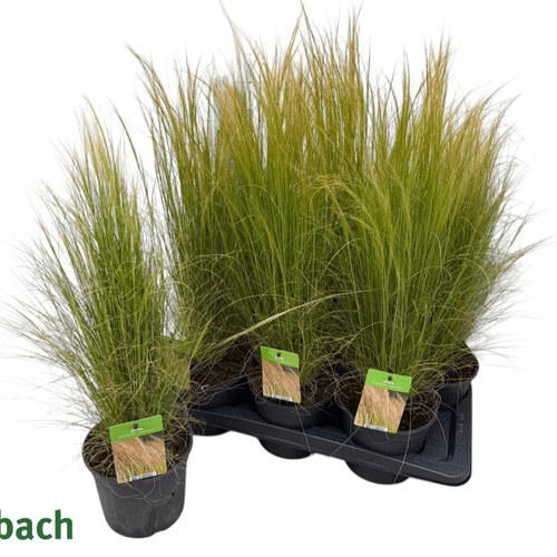 Stipa Pony Tails, pelo de anxo (Stipa tenuissima), Planta de 55 cm de alto, lote de 6 unidades