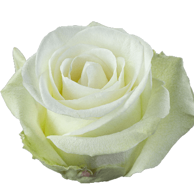 Rosa Alba Extra