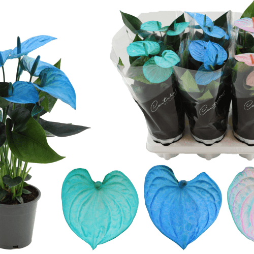 Anthurium Cocos Mix Azul, Planta de 40 cm de alto, pack de 6 uds