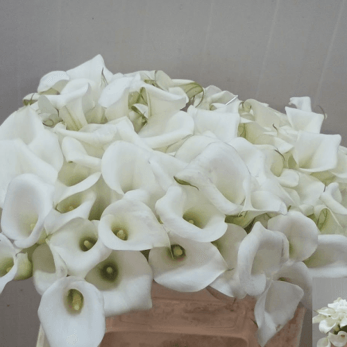 Cala White Art