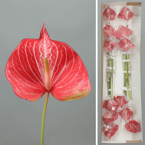 Anthurium Caldonia x12