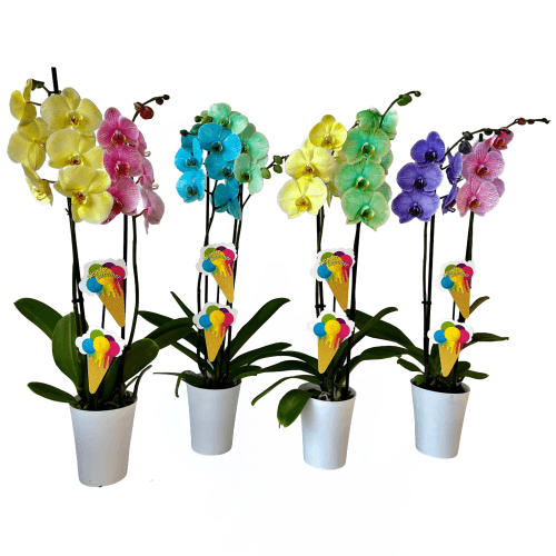 Orquídea Phalaenopsis Dúo Teñida (Lote), Planta de 70 cm de alto, pack de 10 uds