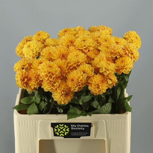 Ramo de 40 Dalias Naranjas Sylvia, Flor fresca de 55 cm de largo, 40 tallos