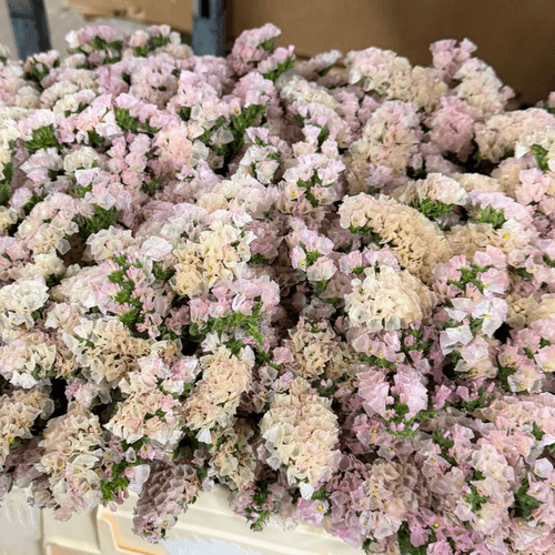 Statice Damasco, Flor fresca de 75 cm de comprimento, ramo de 25 hastes
