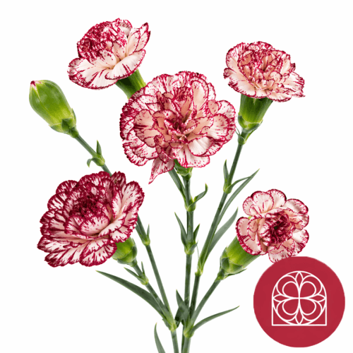 Clavel Mini Number One Fancy