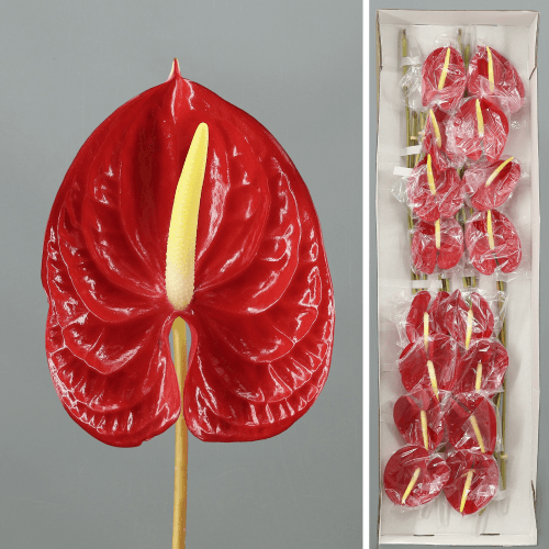 Anthurium Fire x16
