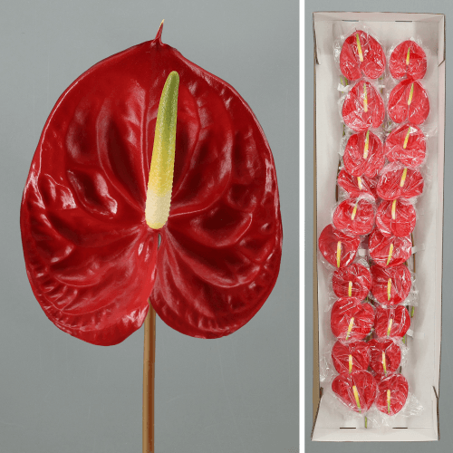 · Anthurium Montero x20, Rojo