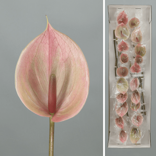 Anthurium Peruzzi x20