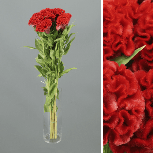 Bouquet de 10 Célosies Rouges Smashing, Fleur fraîche de 80 cm de long, 10 tiges