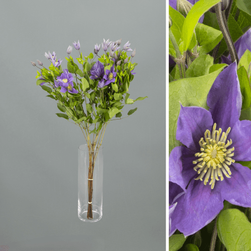 Ramo de 10 Clematis Moradas Amazing Sofia, Flor fresca de 70 cm de largo, 10 tallos