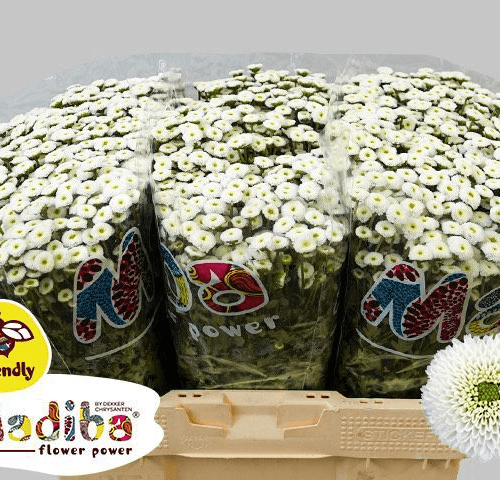 Crisantemo Santini Madiba Ideal White