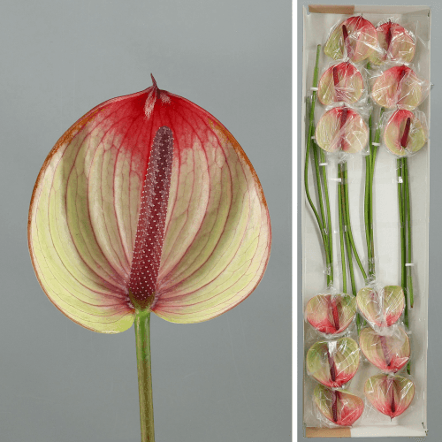 Anthurium Fortezza Arrosa eta Berdea, 45-55 cm luzeko lore freskoa, 12 zurtoineko sorta