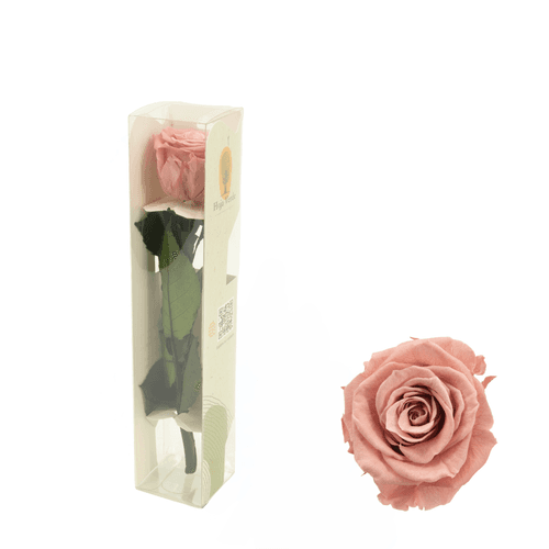 Rosa eterna Rosa empolvado