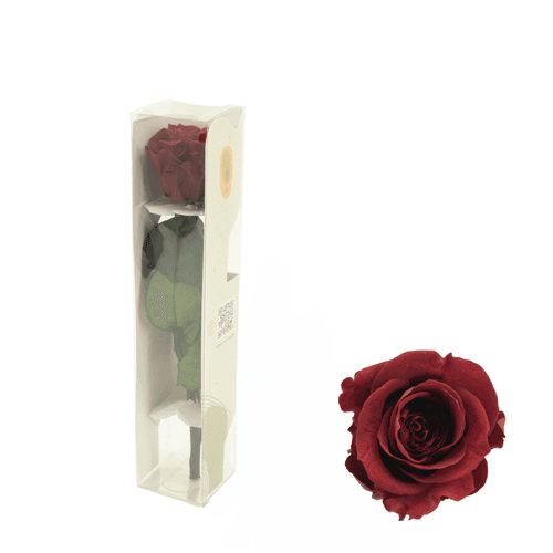 Rose Éternelle Bordeaux sur Tige, Fleur stabilisée de 30 cm de long