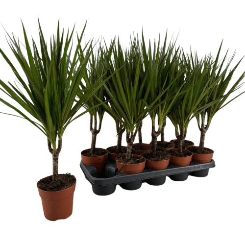 Dracaena Marg x6 1T
