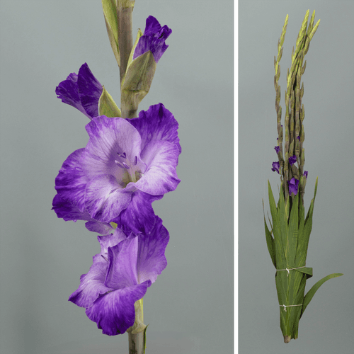 · Gladiolo Purple Mate, Morado