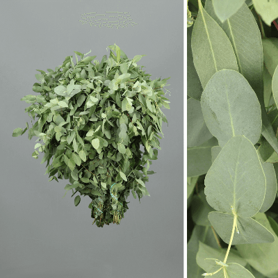 Bouquet de 5 Eucalyptus globulus rond (gommier bleu), Feuillage de 60 cm de long, en botte