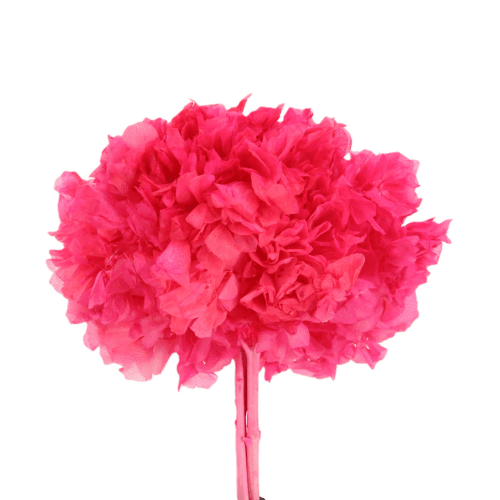 Hydrangea Fucsia, Fucsia