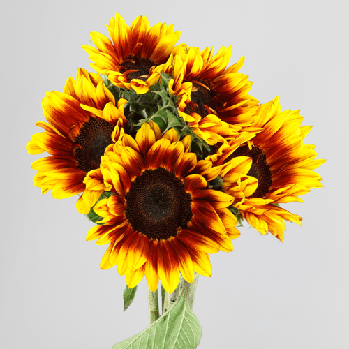 Ram de 10 gira-sols tardorals (Helianthus annuus)