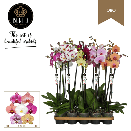 Orquídea Phalaenopsis Multicolor de 2 Varas (70 cm), Planta de 70 cm de alto, pack de 12 uds