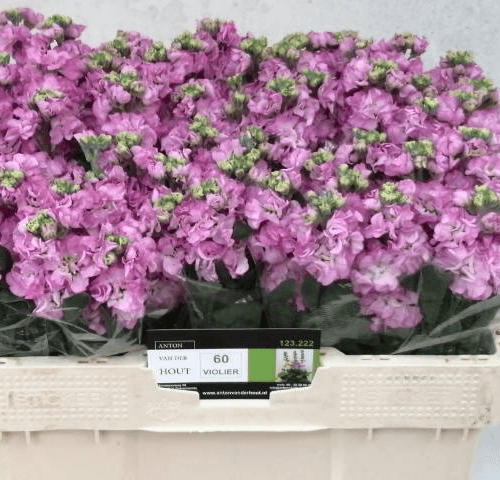 Ramo de 10 Goivos Cor-de-rosa Impala Pink (Matthiola incana), Flor fresca de 55 cm de comprimento, 10 hastes