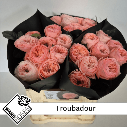 Rose de Jardin Corail, Fleur fraîche de 40 cm de long, bouquet de 20 tiges