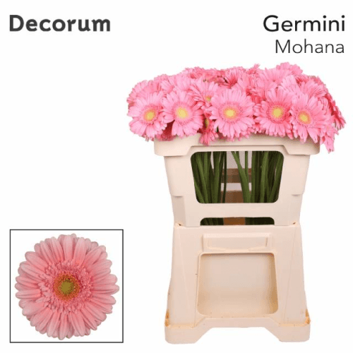 Ramo de 20 xerberas mini Mohana rosas, Flor fresca de 50 cm de longo, 20 talos