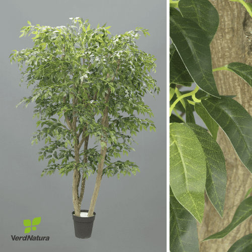 Y Árbol Camelia Especial Verdnatura Premium