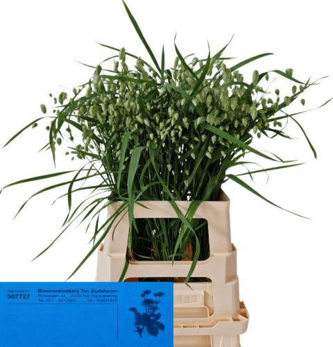 Briza maxima