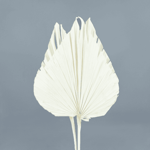 Feuille de Palmier Séchée Géante Blanche