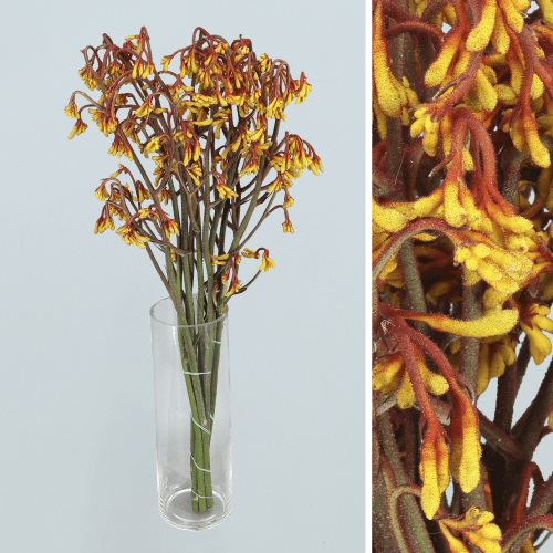· Anigozanthos Yellow Gem, Amarillo