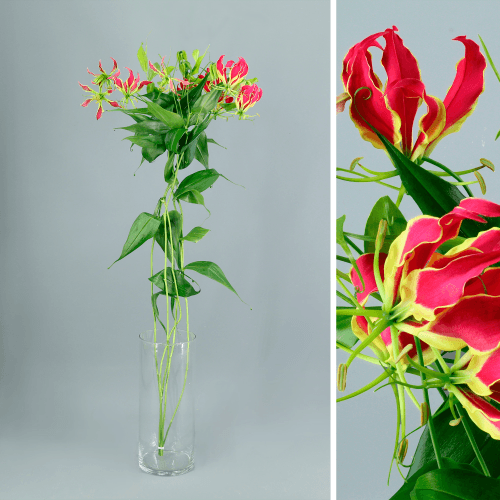 Gloriosa Rothschild