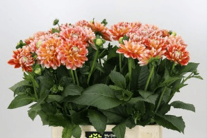 Ramo de 40 dalias (Dahlia) Hapet Harmony blanco y naranja, Flor fresca de 60 cm de largo, 40 tallos