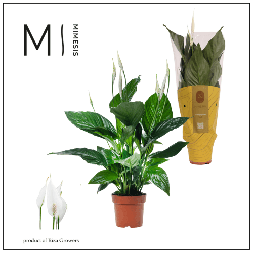 Spathiphyllum Sweet Ricardo (lírio-da-paz / espatifilo)