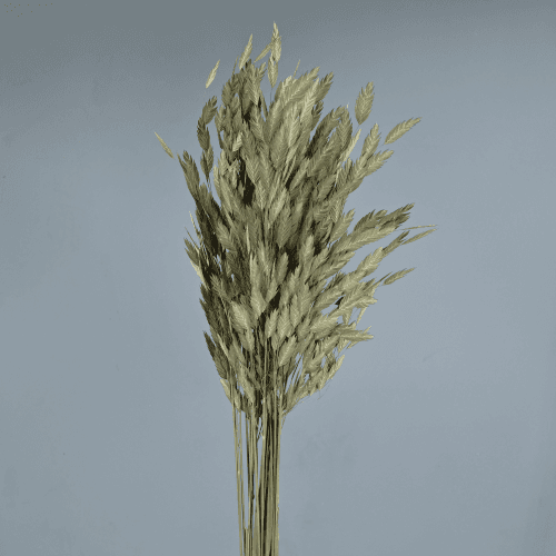 Épis Secs Chasmanthium