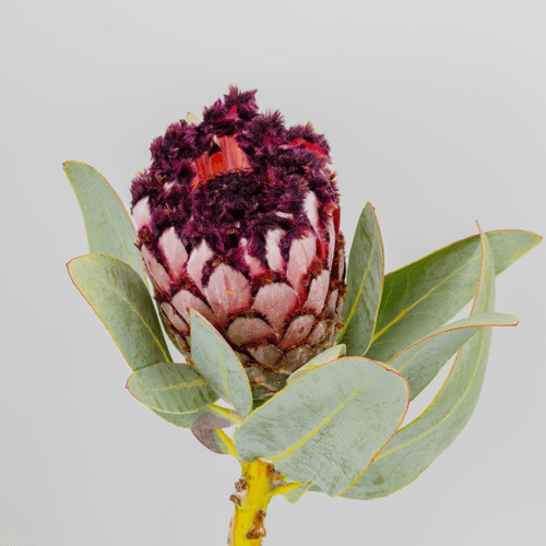 Ramo de 5 Proteas Didi Rosa, Flor fresca de 40-50 cm de largo, 5 tallos