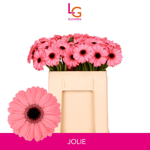 Ramo de 20 Xerbeiras Mini Rosas Jolie, Flor fresca de 50 cm de longo, 20 talos