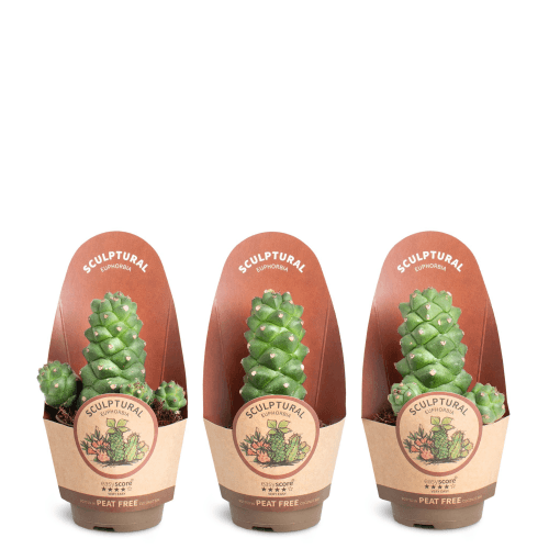 Euphorbia ritchiei (Monadenium) en maceta 12 cm, Planta de 12 cm de alto, pack de 12 uds