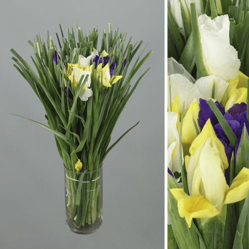 Ramo de 50 Iris Variados, Flor fresca de 52 cm de largo, 50 tallos