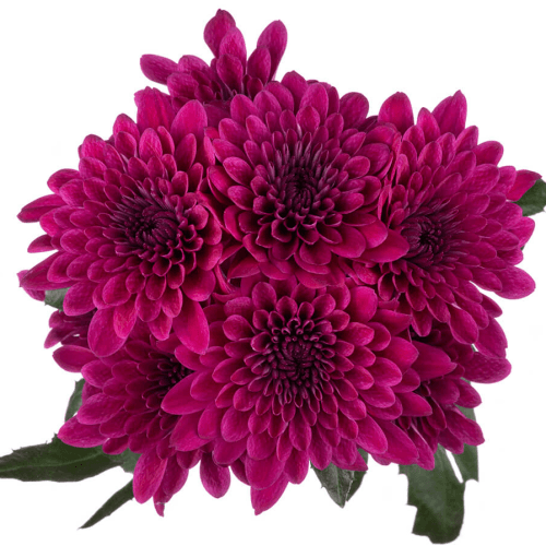 Bouquet de 20 chrysanthèmes violets Pascua (Chrysanthemum morifolium), Fleur fraîche de 70 cm de long, 20 tiges