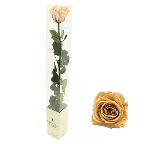 Rose Éternelle Nude sur Tige, Fleur stabilisée de 30-55,5 cm de long