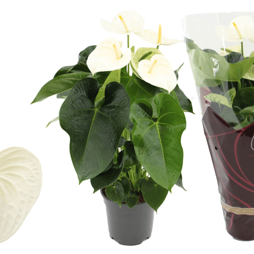 Anthurium Alpine Blanco en Maceta, Planta de 55 cm de alto