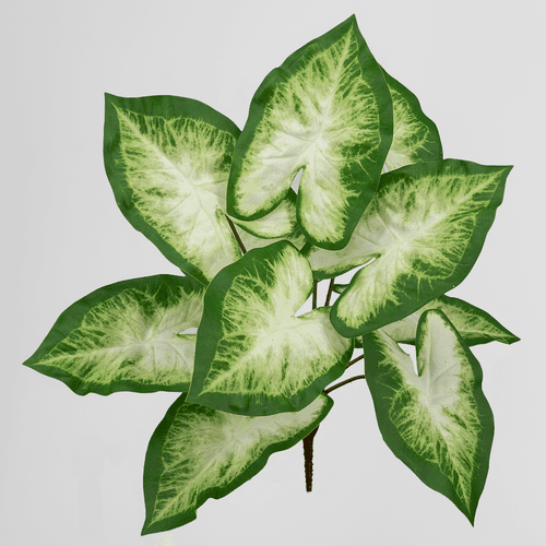 Caladium Artificiel