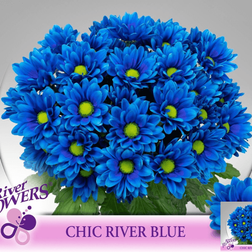 Bouquet de 10 chrysanthèmes bleus Chic River, Fleur fraîche de 70 cm de long, 10 tiges