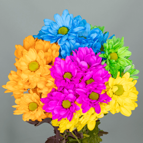 Crisantemo Chic Mono Rainbow