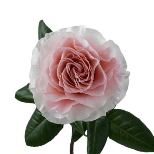 Rosa de Jardin Filomena