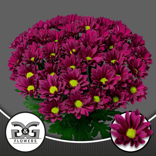 Bouquet de 10 Chrysanthèmes Violets Purple Star, Fleur fraîche de 70 cm de long, 10 tiges